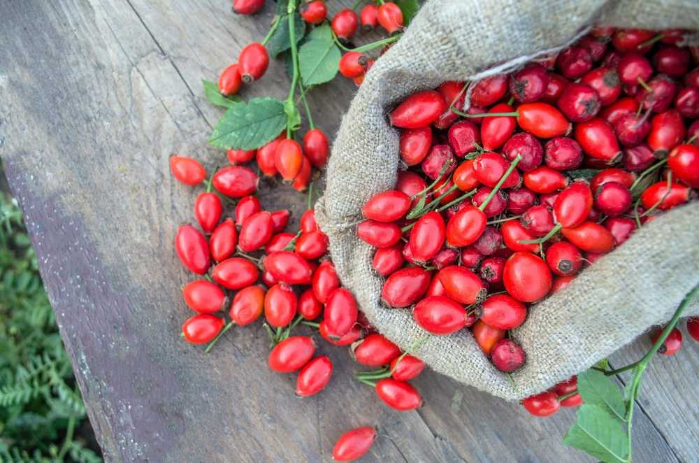 Why rose hips are so healthy / Health News