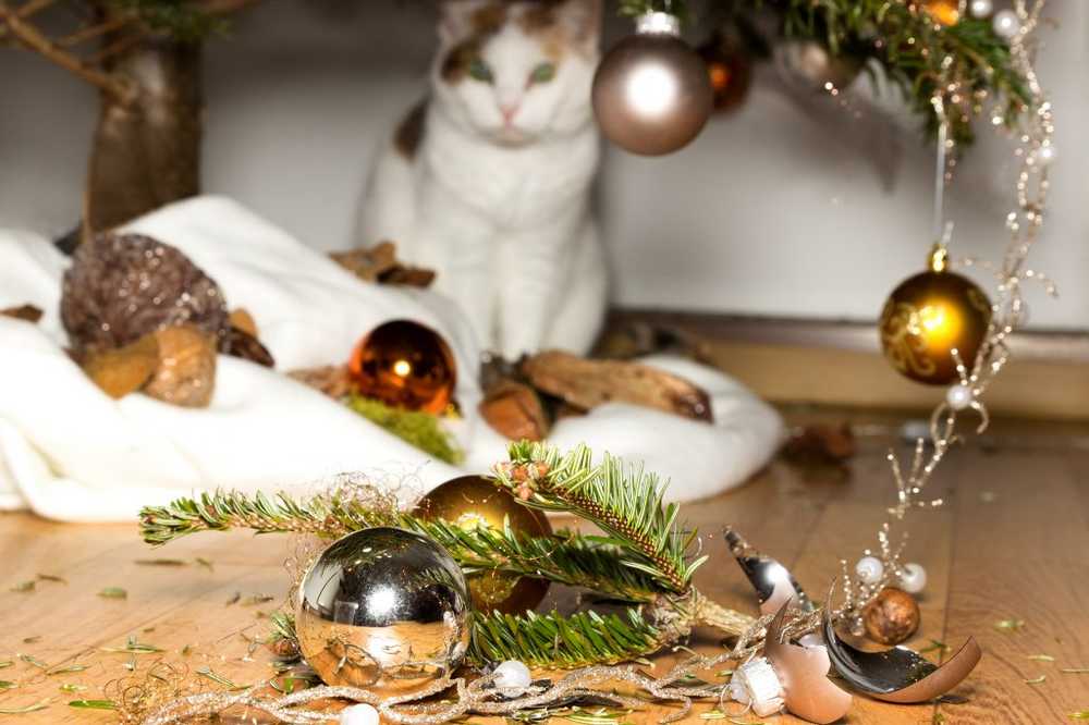 Kerstrisico voor katten. Doorgeslikt klatergoud kan snel in de maag worden geknoopt / Gezondheid nieuws