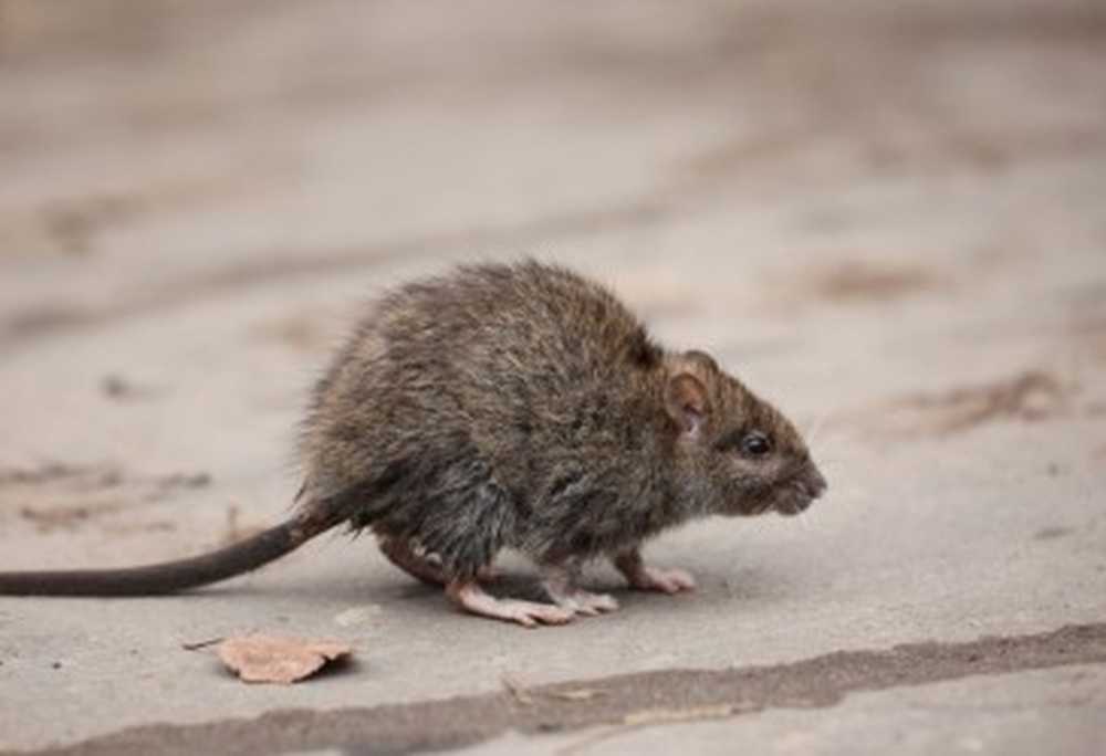 'S Werelds tweede geval van rattenhepatitis E bij de mens