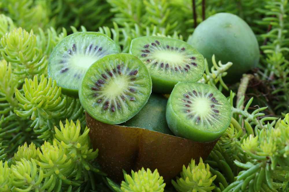 Litt kjent lille søster av kiwi Så sunn er mini kiwi bær