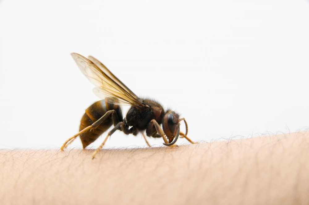 Wasp stings Fjern giftet straks fra huden / Helse Nyheter