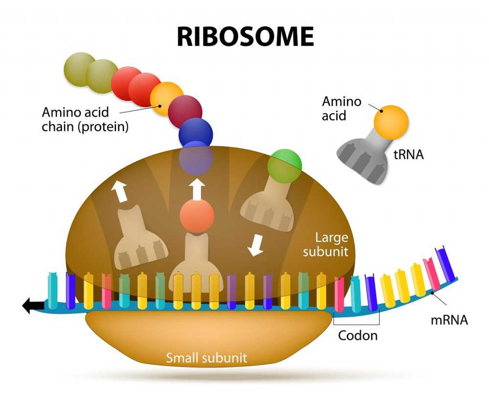 Come si protegge il corpo dalle proteine ​​nocive?