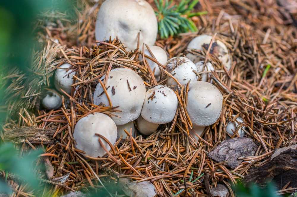 Engros sopp Champignon av året 2018 / Helse Nyheter