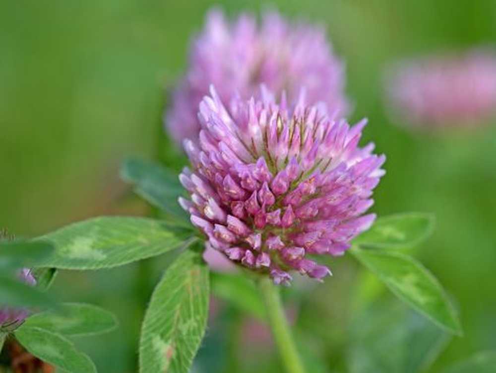 Meadow clover - healing effect, use and cultivation in the own garden