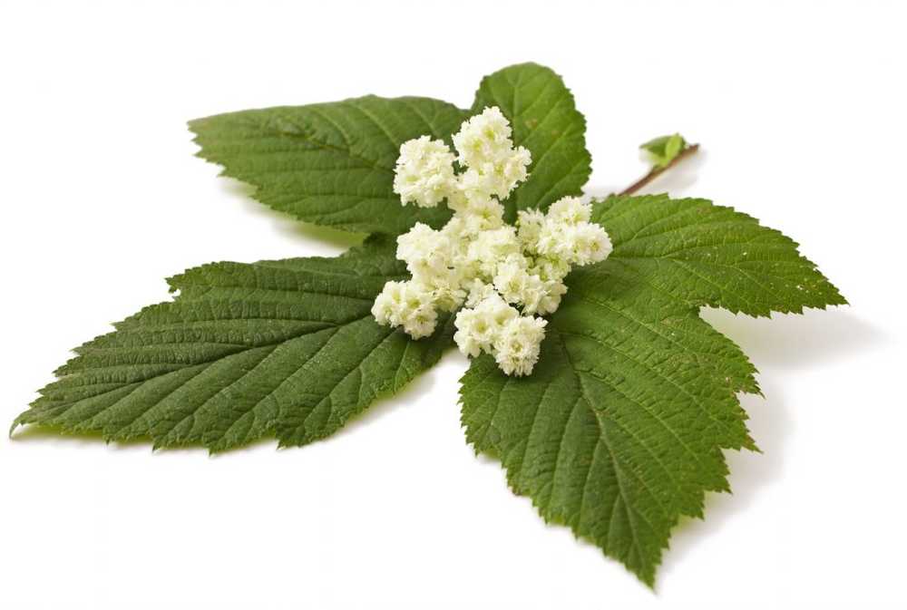 Meadow queen - meadowsweet active ingredients, application and own cultivation / Naturopathy