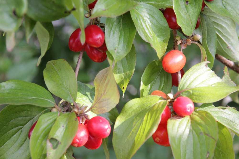 Wild frukt - helbredende kraft på dørstokken / Naturmedisin