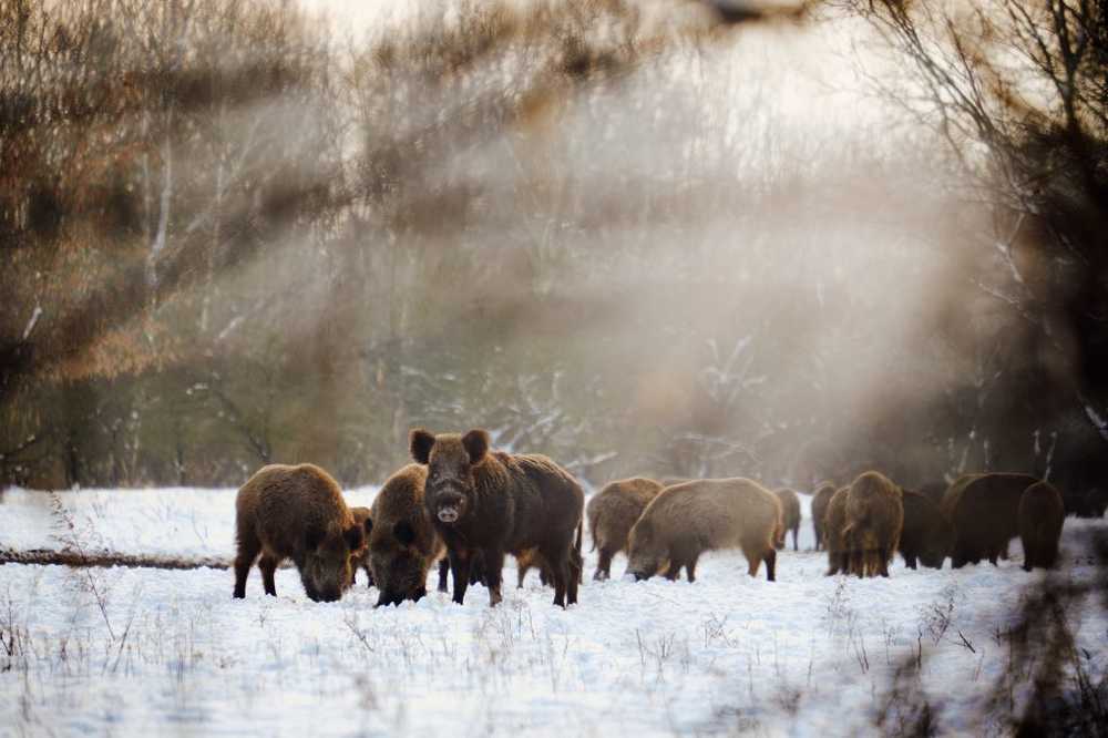 Wild pigs suffering from pseudo-rape also endanger dogs and cats / Health News