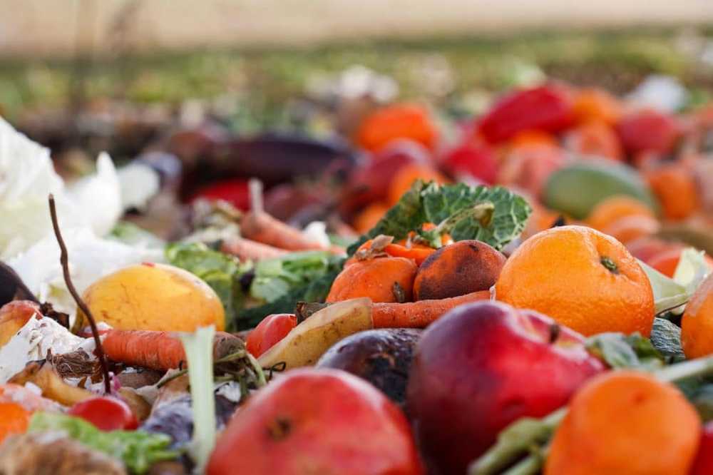 Tiny azijnvliegen worden verliefd op uitwerpselen / Gezondheid nieuws