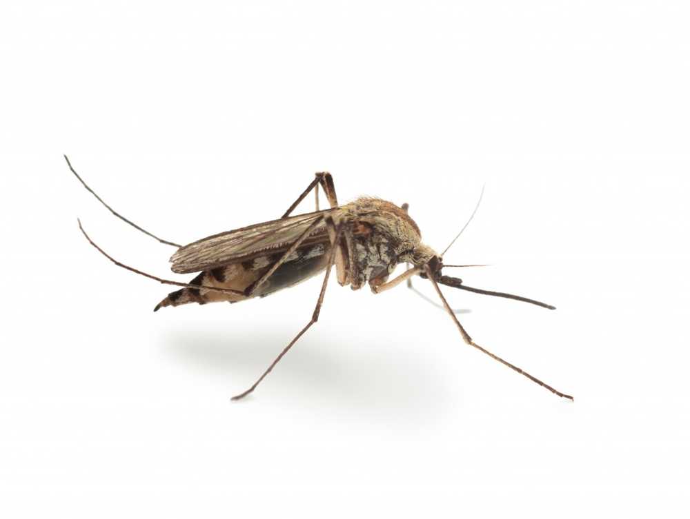 Effektiva hemmedel för myggor / 