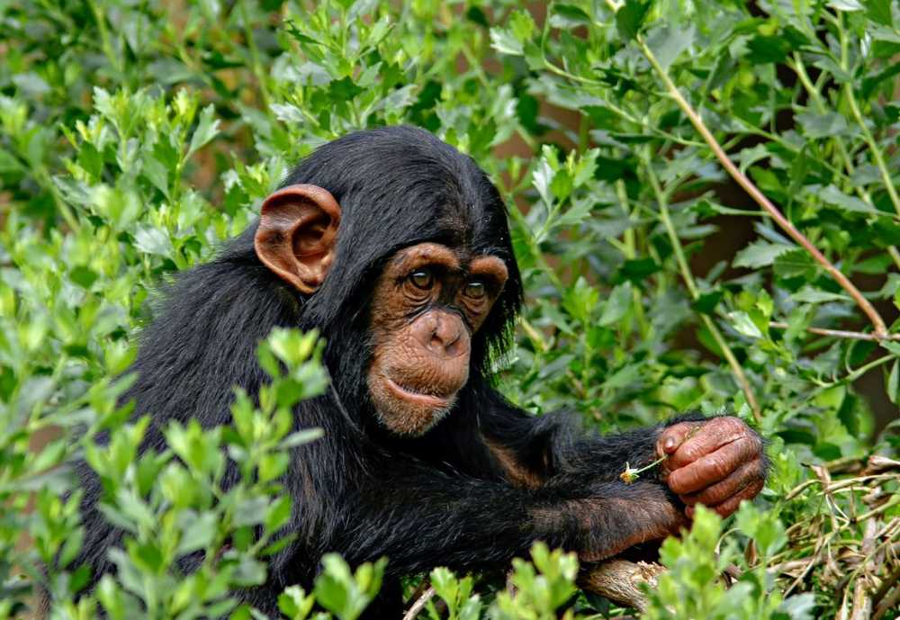 Science Down syndrome even in chimpanzees - already discovered the second case