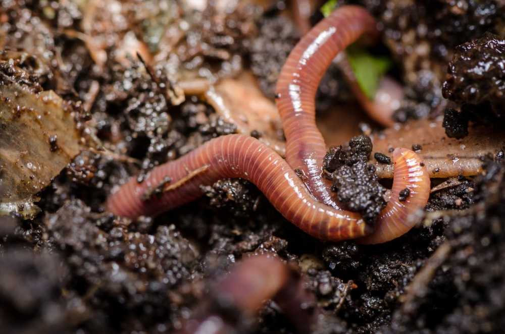 Scientists liquid in earthworms can destroy lung cancer cells