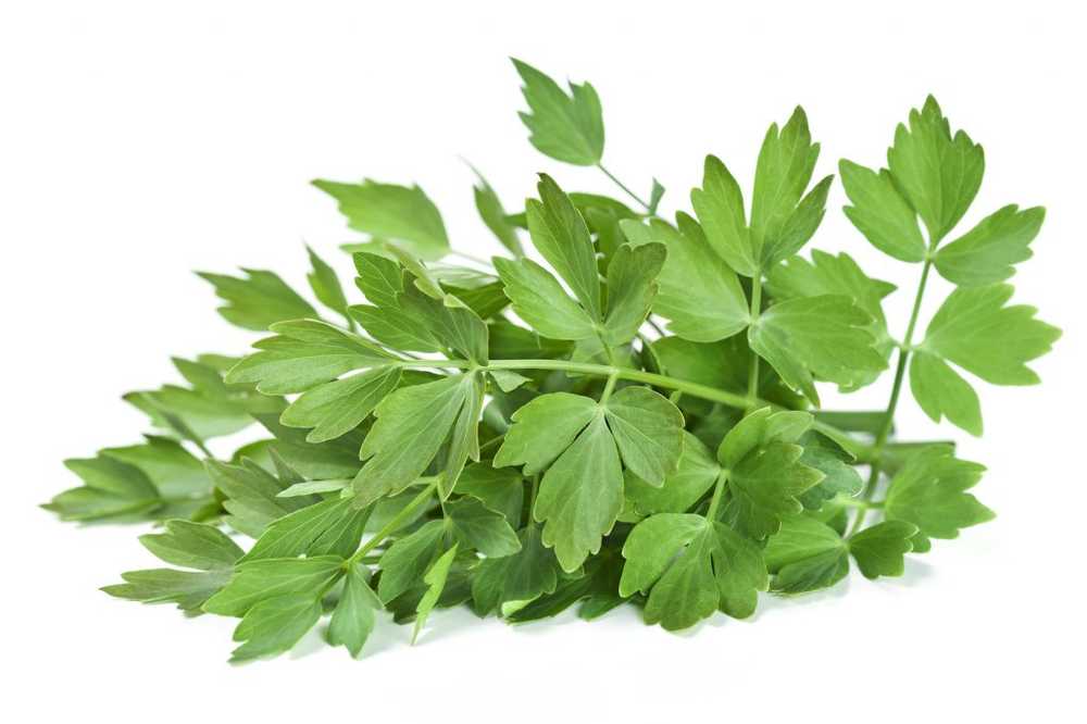 Savory Maggie's Lovage Healthy and fragrant