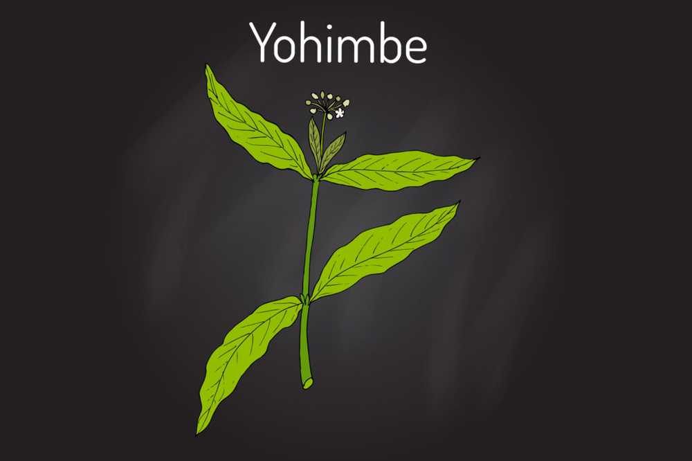 Yohimbe - efecto y aplicación