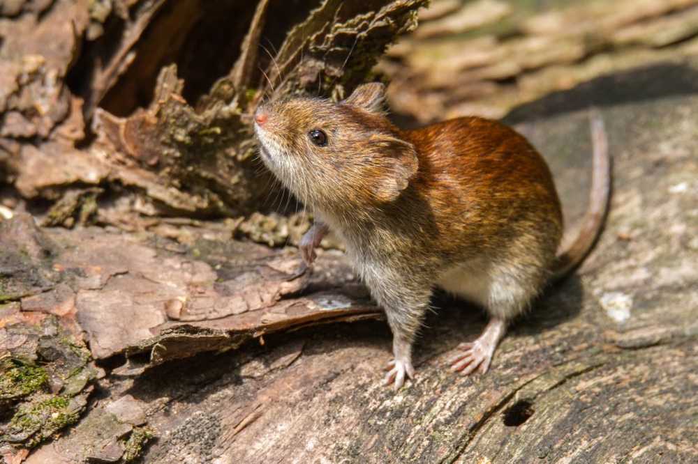 The number of hantavirus infections was particularly high in 2017 / Health News