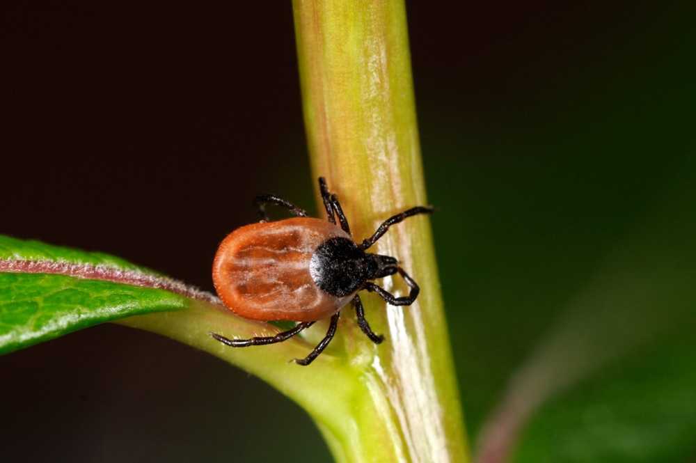 Tick ​​bites Ticks can transmit extremely rare but very dangerous Powassan virus / Health News