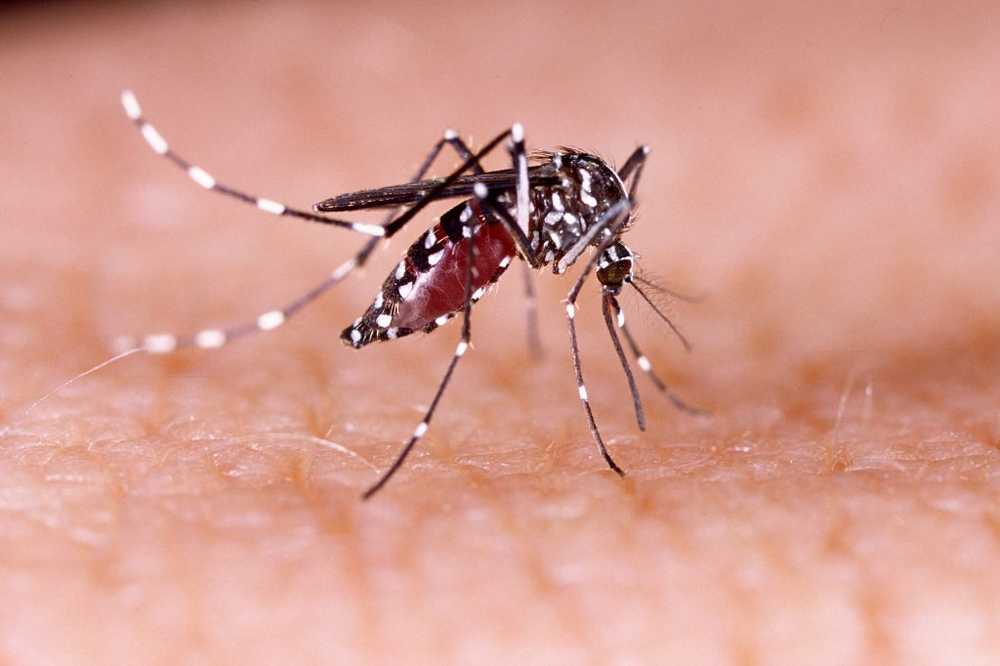 Zika-virus Brazilië keert de nationale noodsituatie om / Gezondheid nieuws