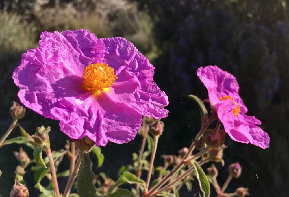 Cistus - use, ingredients and effects / 