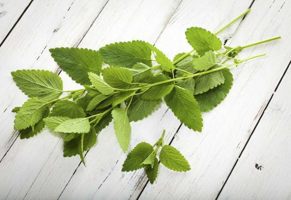 Balsam de lămâie - aplicare, rețete și plante medicinale