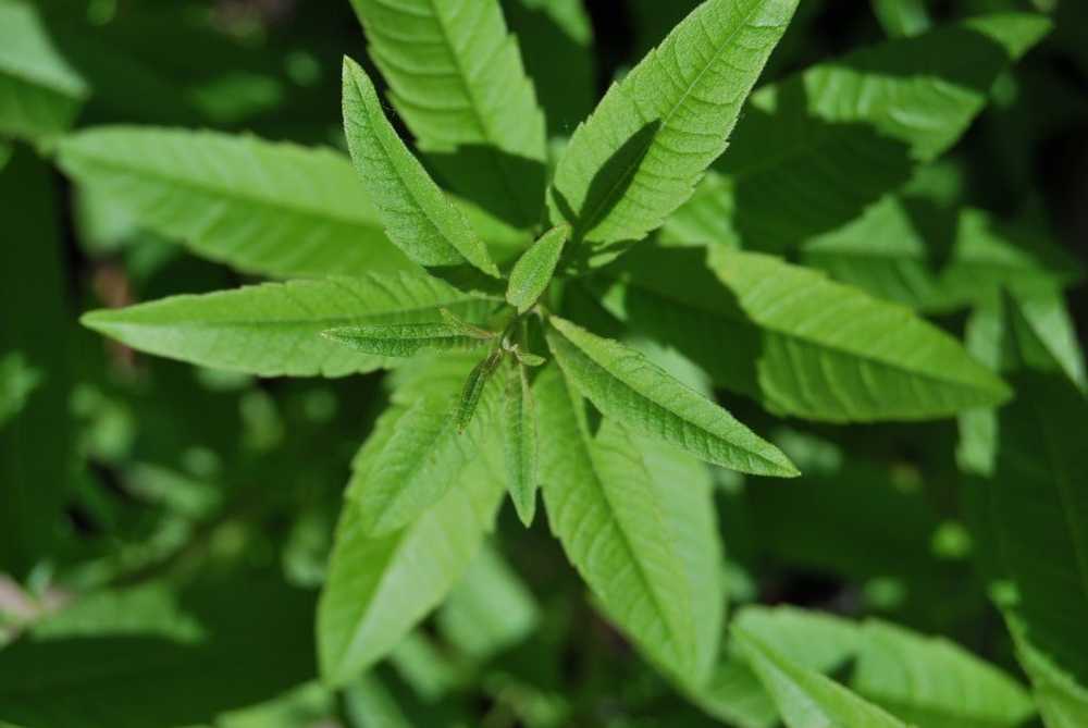 Lemon verbena - application, effects and recipes / Naturopathy