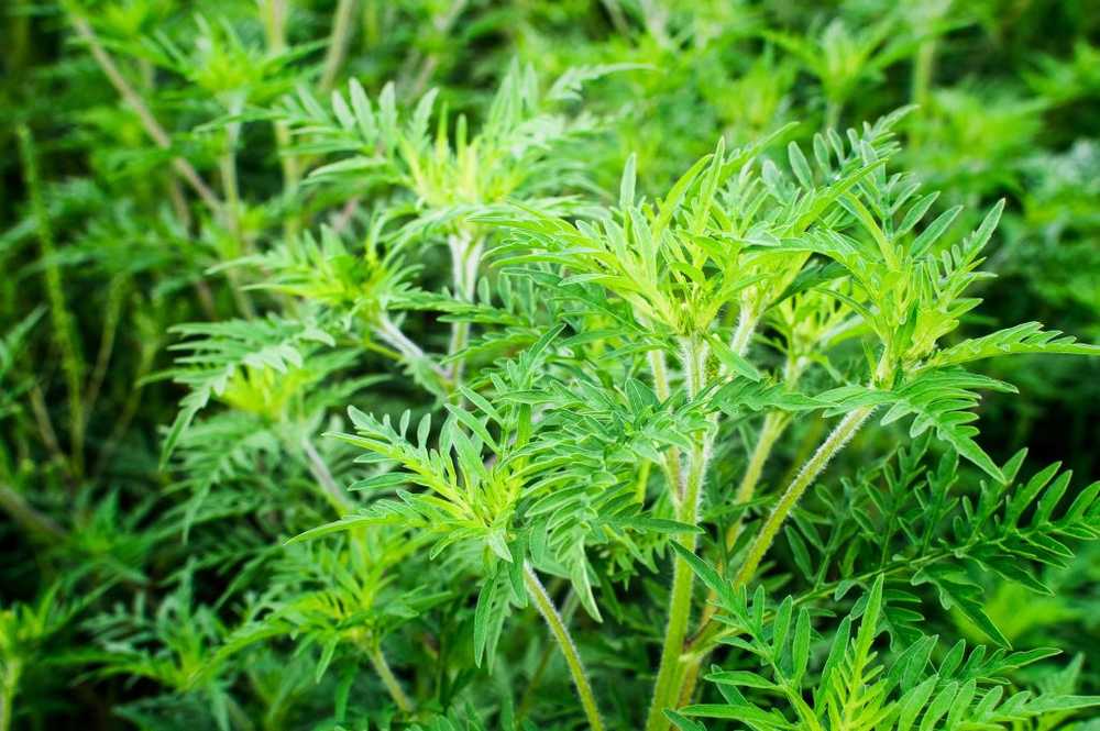 Increasing allergies spread of the highly allergenic ragweed plant / Health News