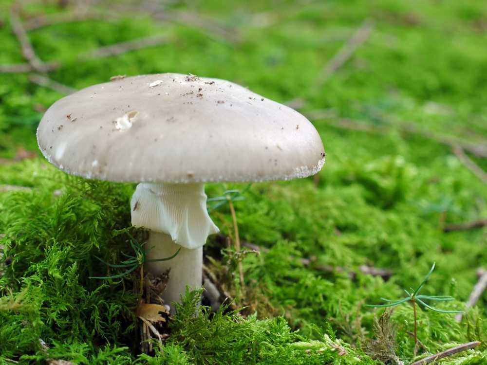 17 patients in one night Deadly danger from toadstools / Health News