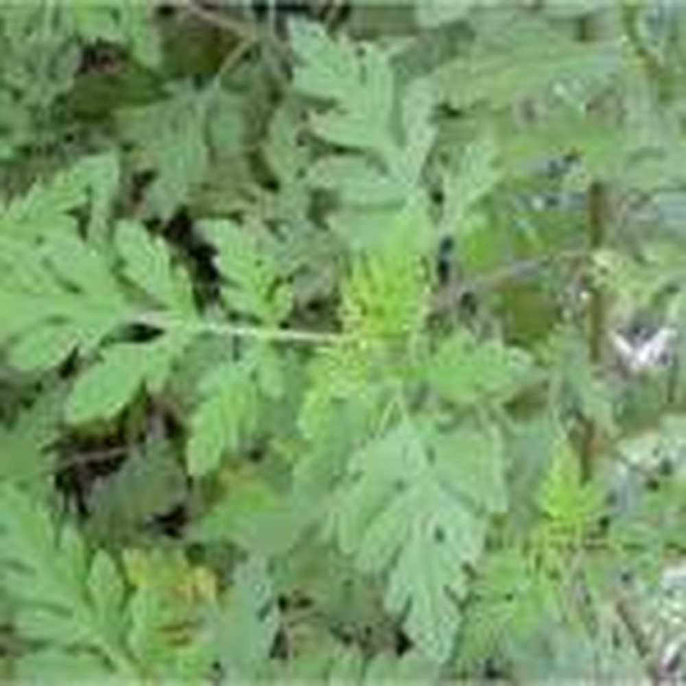 Allergy ragweed is spreading strongly in Europe / Health News