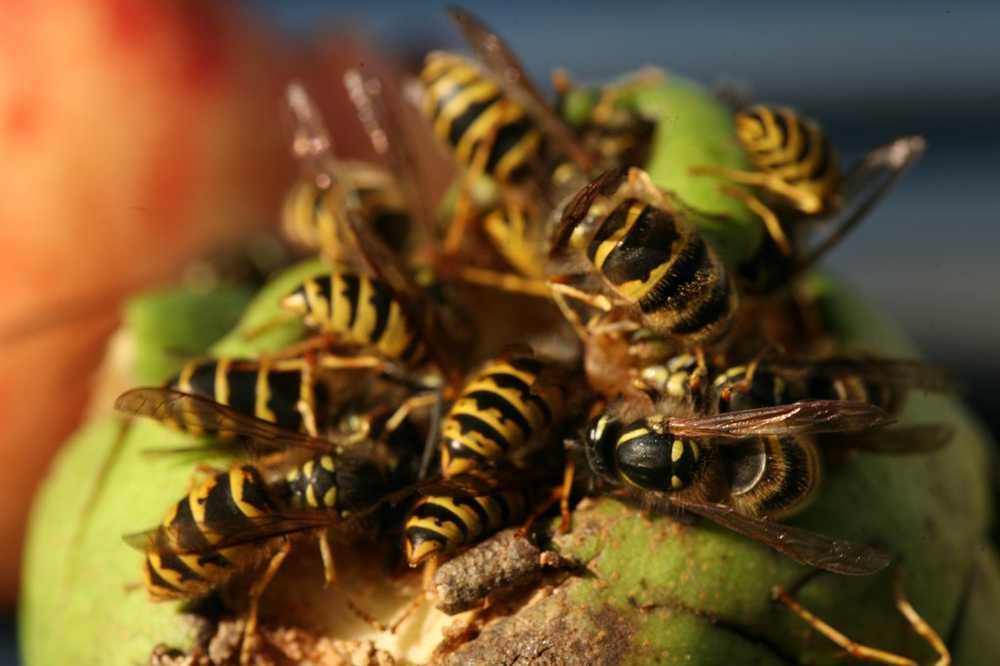 Allergische reacties veroorzaakt door wespensteken. Meer en meer nette mensen belanden in klinieken / Gezondheid nieuws