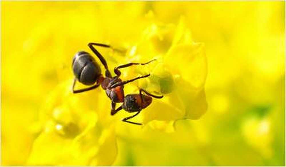 Comportement des fourmis exemplaire dans les infections / Nouvelles sur la santé