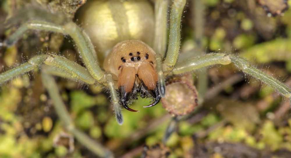 Amen-Dornfinger spiders pradă răspândit în Berlin și Brandenburg / Știri despre sănătate