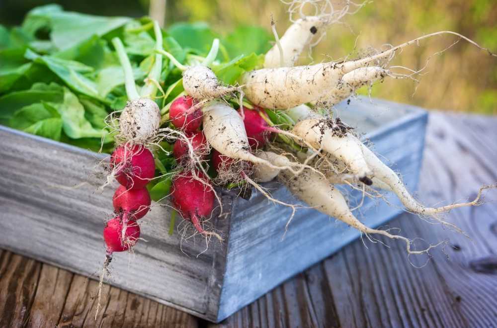 Antibacterial radish leaves can also be consumed / Health News