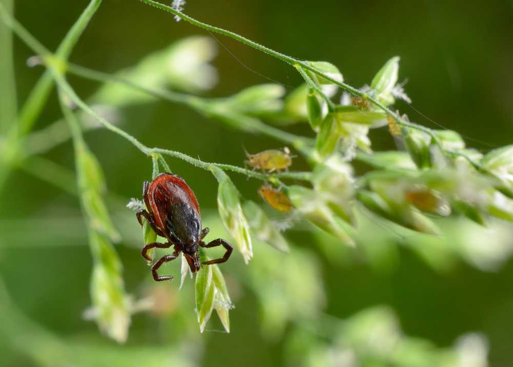 Antibioticavoorschrift niet effectief tegen langetermijnklachten van infectie met de ziekte van Lyme / Gezondheid nieuws