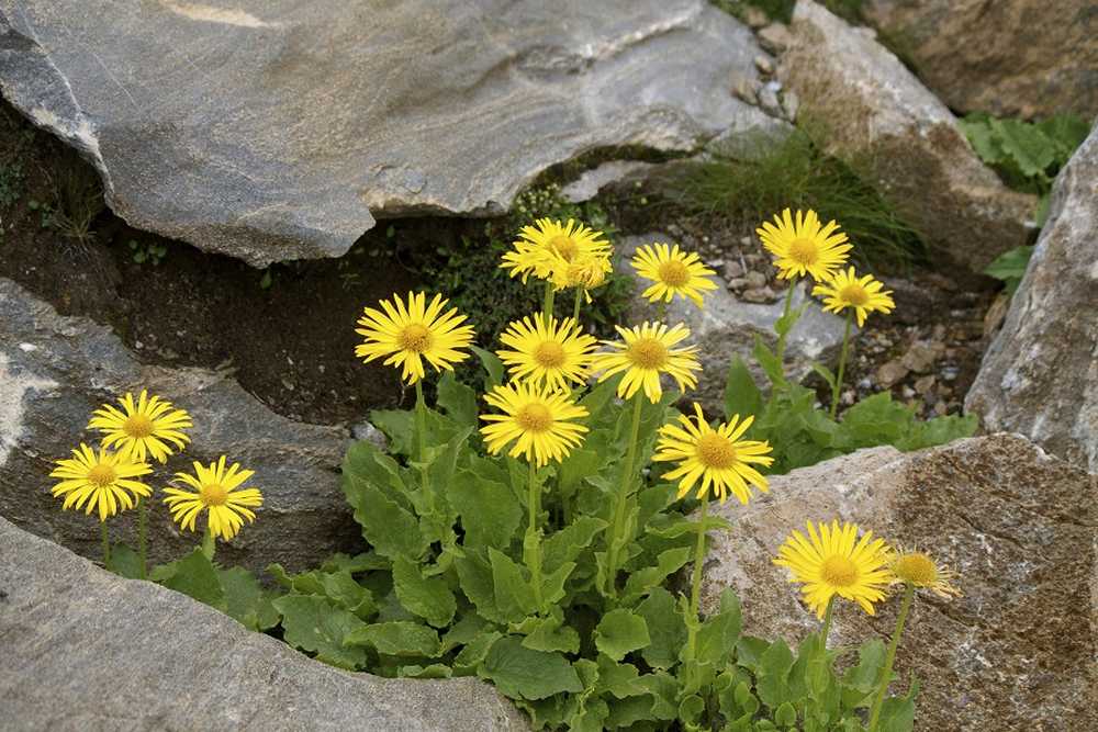 Arnica medicinskt eller giftigt växt? / Hälsa nyheter