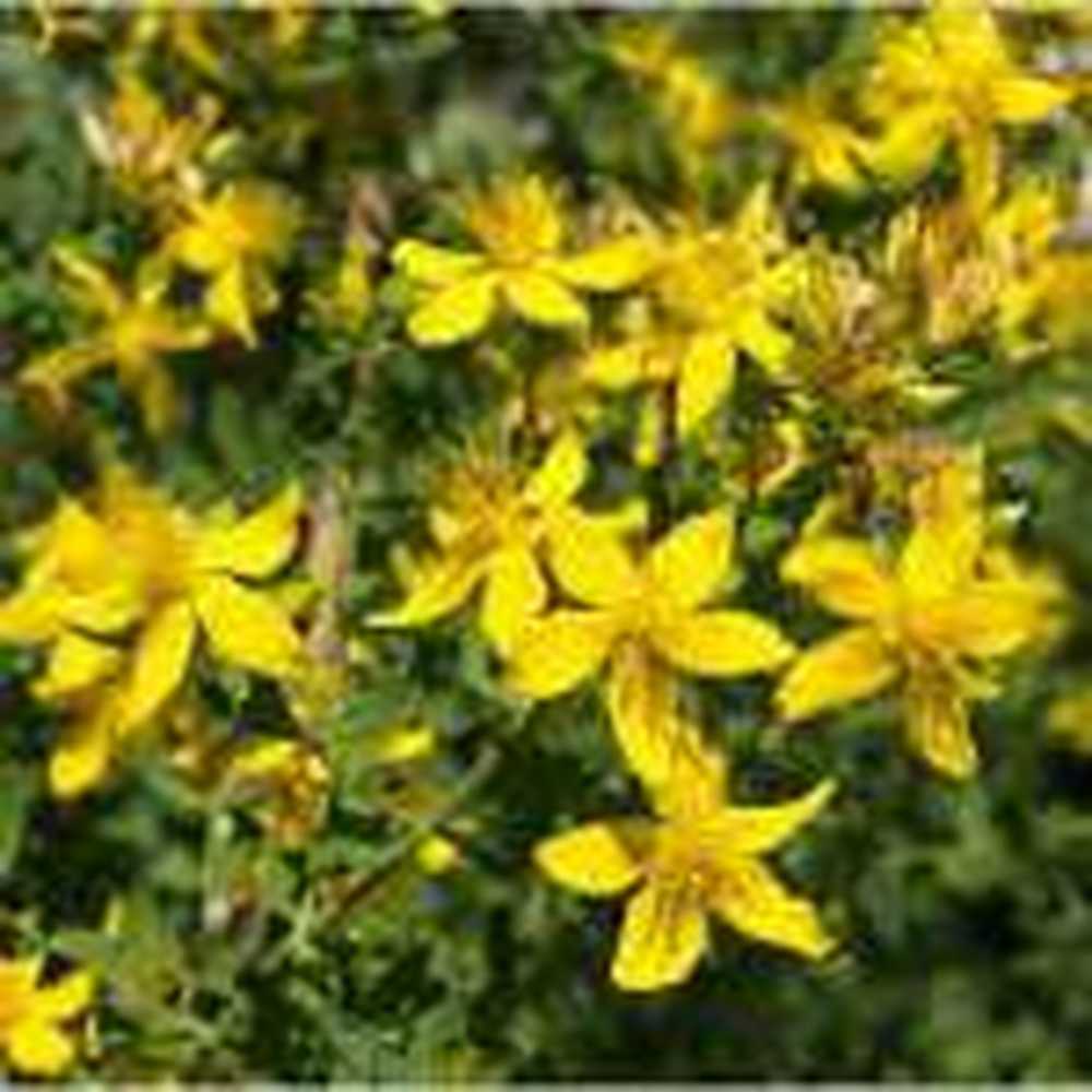 Medicinal plant 2015 St. John's wort / Health News