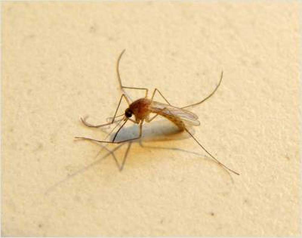 Spread resistant malaria pathogens / Health News