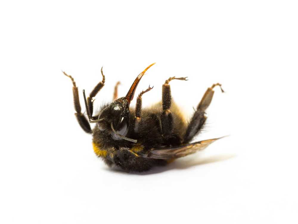 Extinction of the bees has fatal consequences for humans / Health News