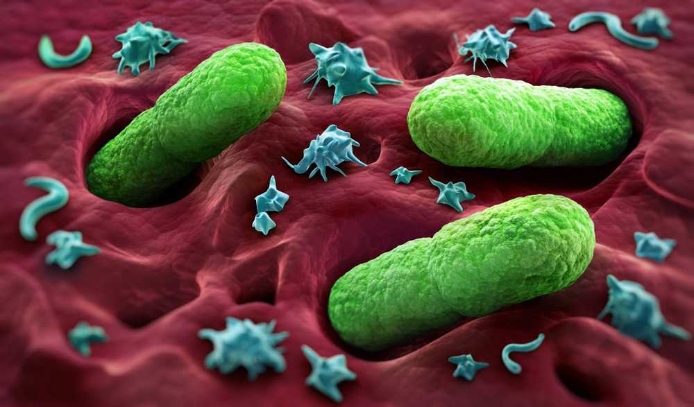 Bacteria research Antibiotics damage the intestinal flora and trigger serious infections / Health News