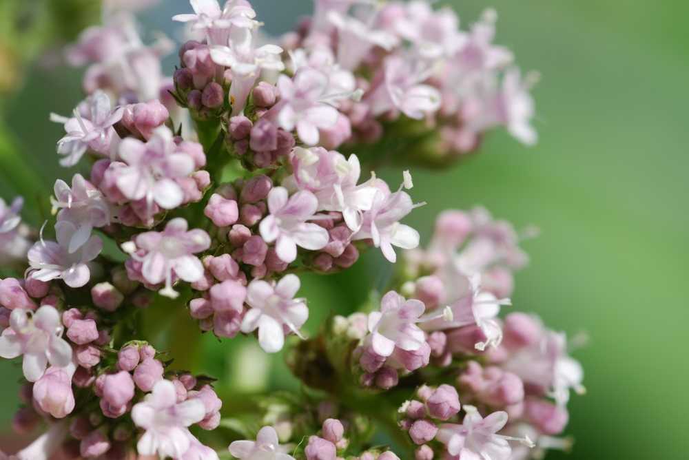 La valeriana y el L-triptófano alivian los trastornos del sueño / Noticias de salud