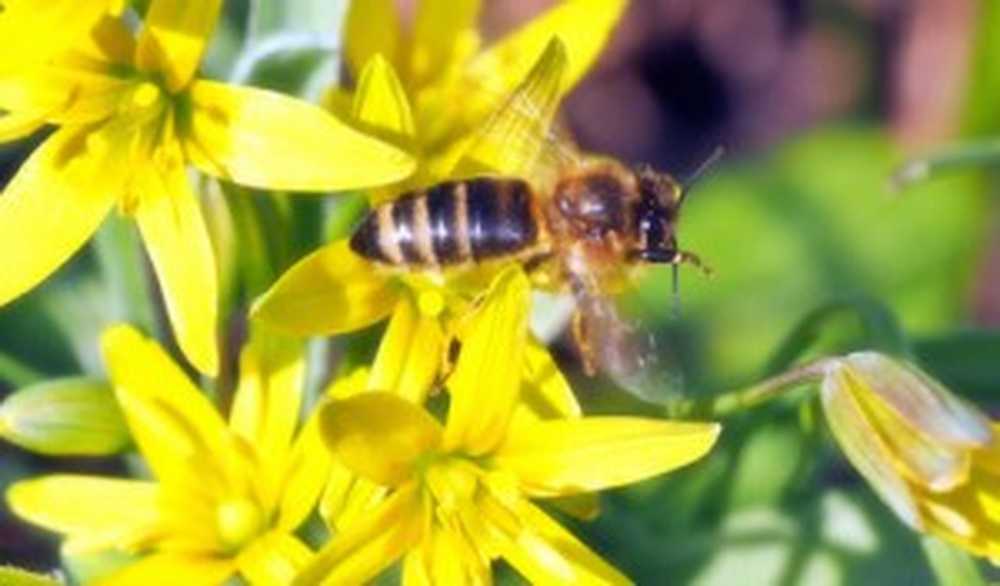 Les pesticides Bayer peuvent être qualifiés d'abeilles dangereuses dès aujourd'hui / Nouvelles sur la santé