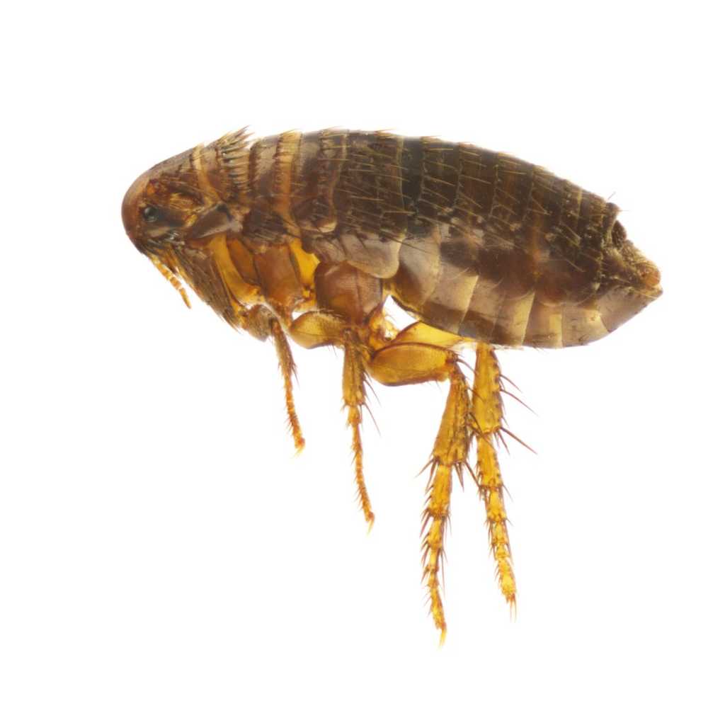 Do super fleas inhabit the bedrooms of hundreds of thousands of people? / Health News