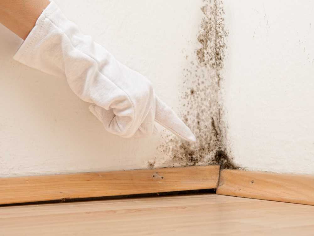 Especially in winter mold in the apartment can endanger the health / Health News