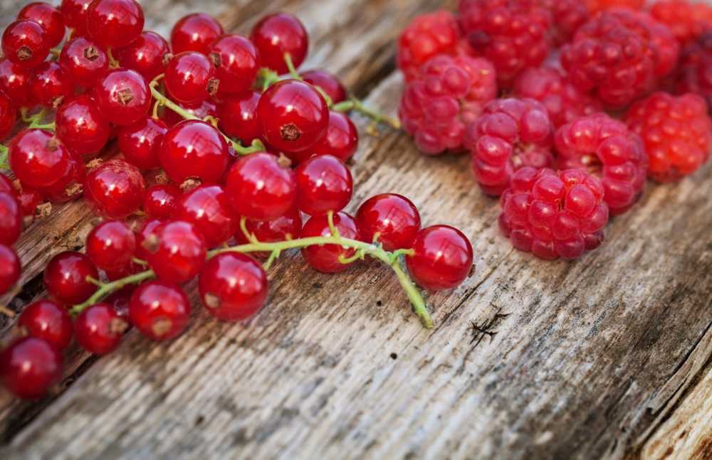 Better preservation Freeze healthy currants in whole panicles / Health News