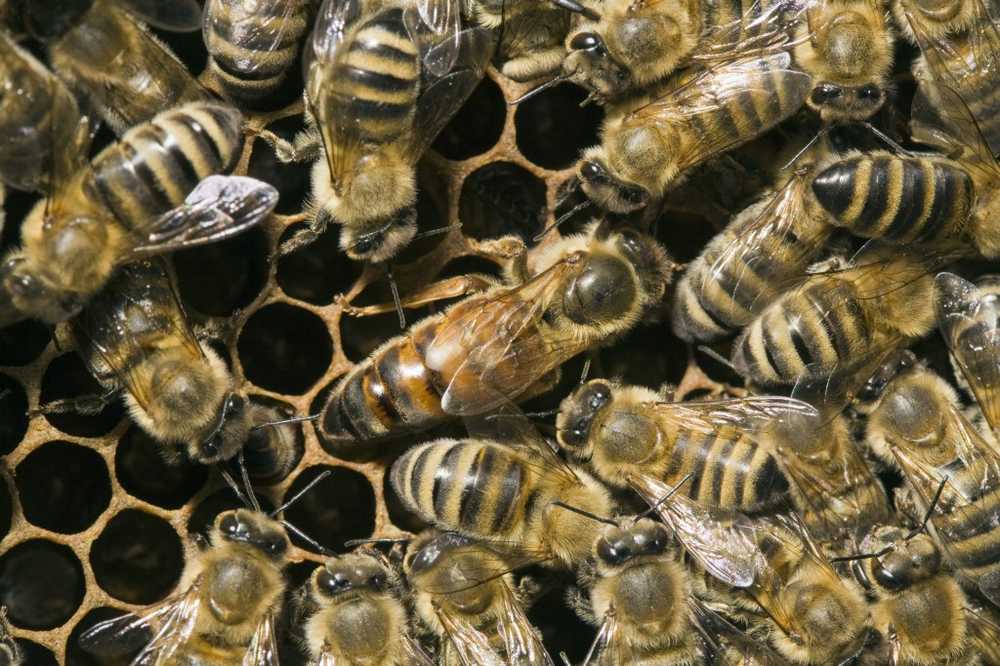 Abeja muriendo Dos insecticidas dañan a las abejas reinas / Noticias de salud