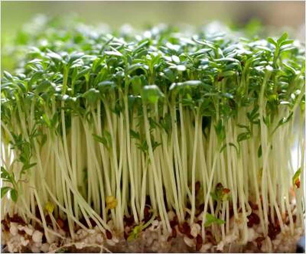 Organic sprouts often with increased germ burden / Health News