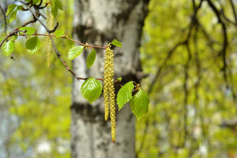 Birk pollen har hjelpemidler Ikke allergifremkallende stoffer øker allergi / Helse Nyheter