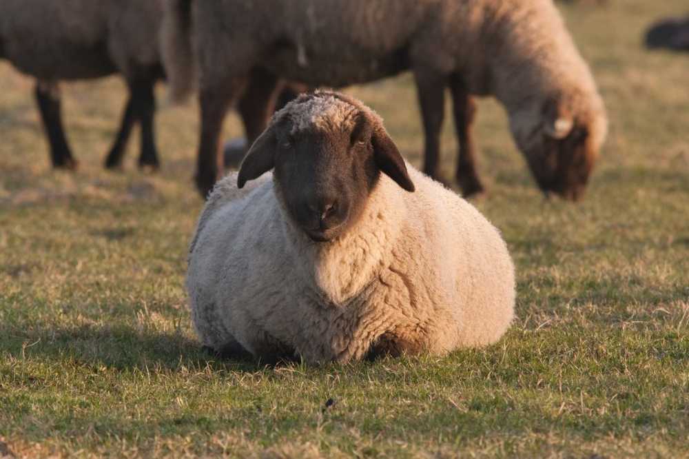 Blauwtongziekte Landbouwers hebben dieren ingeënt / Gezondheid nieuws