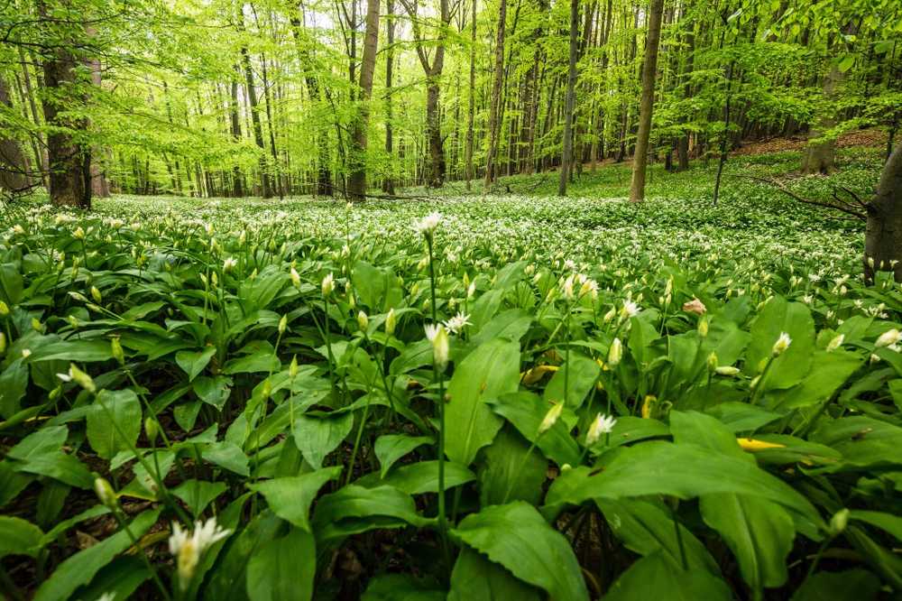 Wild hvitløk i naturlig medisin