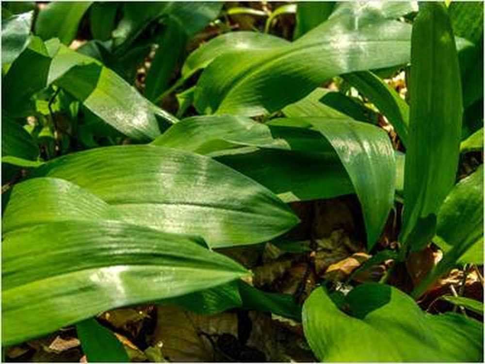 Wild garlic confusion would be deadly / Health News