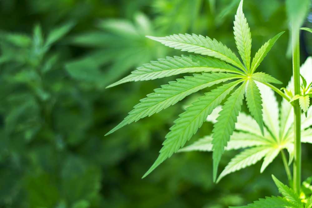 Cannabis Facts Ai elibera canepa, sau mai bine nu? / Știri despre sănătate