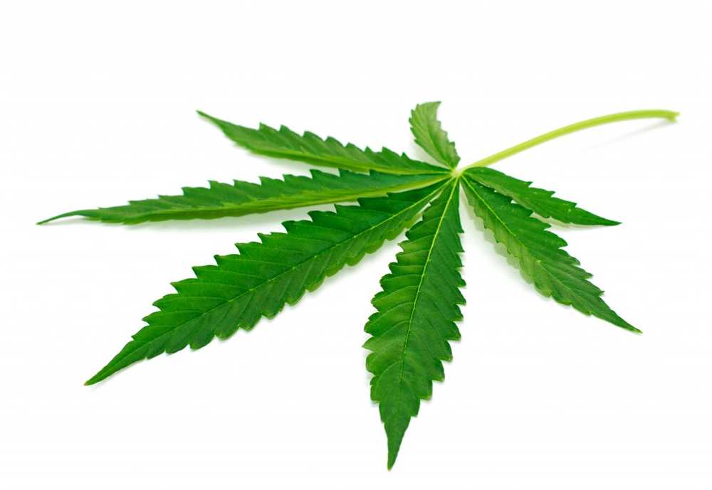 Cannabis hemp association welcomes first cannabis cultivation in Germany / Health News