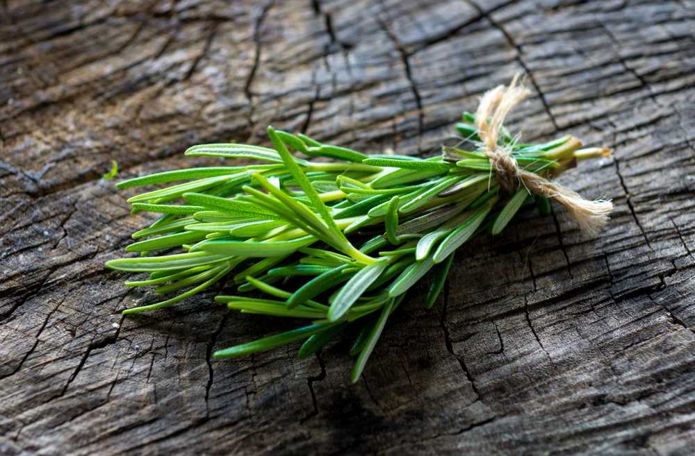 The aroma of rosemary and lavender improves our memory / Health News